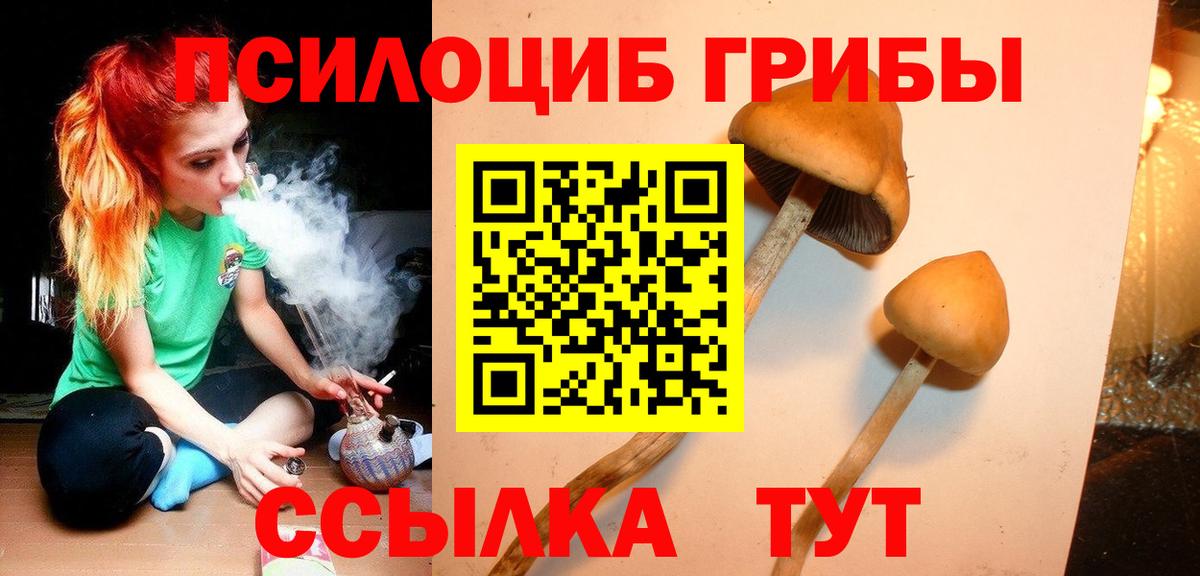 Псилоцибиновые грибы Psilocybine cubensis  Вход с VPN  Советск 